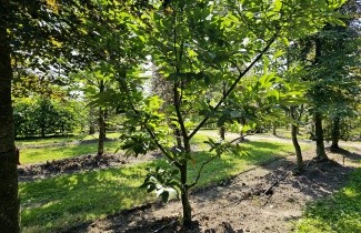 Afbeelding Tamme kastanje als klimboom voor het nageslacht - Castanea Sativa