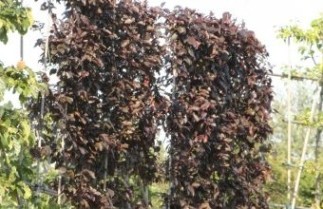 Afbeelding Roodbladige kerspruim - Prunus cerasifera 'Nigra'