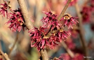 Afbeelding Toverhazelaar 'Amethyst' - Hamamelis vernalis 'Amethyst'