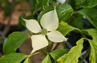 Afbeelding Japanse grootbloemige kornoelje 'Bultinck 's Giant - Cornus kousa 'Bultinck 's Giant Flowers'