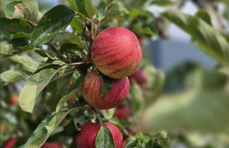 Afbeelding Appel 'Elstar' halfstam - Malus domestica 'Elstar'