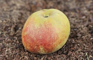 Afbeelding Appel 'Schone van Boskoop' - Malus domestica 'Schone van Boskoop'