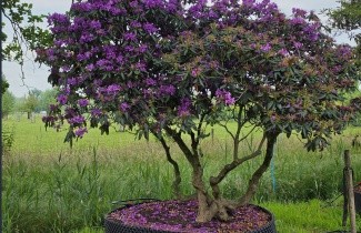 Afbeelding donkerpaarse rhododendron - Rhododendron Lee's Dark Purple