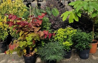 Afbeelding Amerikaanse Judasboom 'Eternal Flame' - Cercis canadensis 'Eternal Flame'