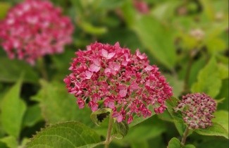 Afbeelding rode annabelle - Hydrangea arborescens 'Ruby Annabelle'