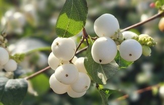 Afbeelding Sneeuwbes  'White Hedge' - Symphoricarpos doorenbosii 'White Hedge'