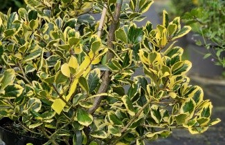Afbeelding Goudgele bonte hulst - Ilex Altaclerensis 'Golden King'