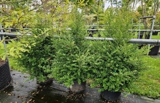 Afbeelding Japanse hulst 'Dark Green' - Ilex crenata 'Dark Green'