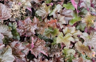 Afbeelding Purperklokje - Heuchera mic. 'Palace Purple'
