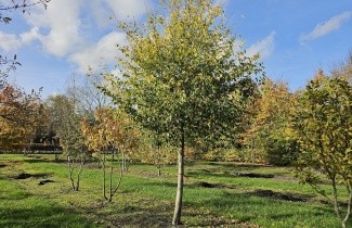 Afbeelding Sycoparrotia semidecidua - Sycoparrotia semidecidua