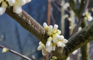 Afbeelding Judasboom 'Royal White' - Cercis canadensis 'Royal White'