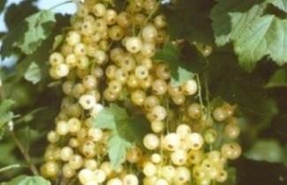Afbeelding Witte bes 'Witte Hollander' - Ribes rubrum 'Witte Hollander'