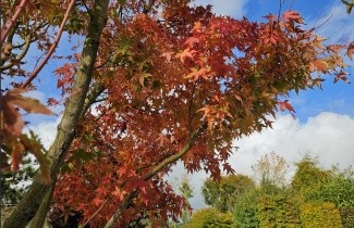 Afbeelding Japanse Esdoorn 'Ueno Yama' - Acer palmatum 'Ueno Yama'
