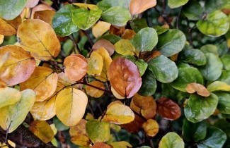Afbeelding Rondbladige dwergbeuk - Fagus sylvatica 'Rotundifolia'