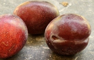 Afbeelding Pruim 'Jubileum'  - Prunus domestica 'Jubileum'