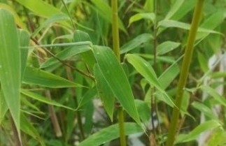 Afbeelding Bamboe 'Ivory Ibis' - Fargesia 'Ivory Ibis'