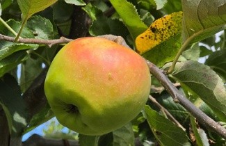 Afbeelding Appel 'Jonagold' - Malus domestica 'Jonagold'
