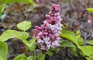 Afbeelding Sering 'Katherine Havemeyer' - Syringa vulgaris 'Katherine Havemeyer'
