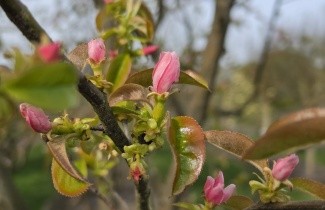 Afbeelding Chinese kweepeer - Pseudocydonia sinensis