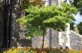 Afbeelding Magnolia stellata - Magnolia stellata