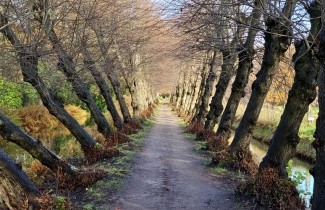 Afbeelding Winterlinde - Tilia cordata