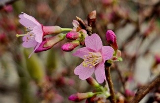 Afbeelding Sierkers 'Okame' - Prunus 'Okame'