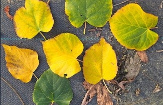 Afbeelding Winterlinde, spil - Tilia cordata