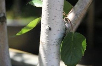 Afbeelding Himalayaberk - Beveerd - Betula utilis 'Doorenbos'