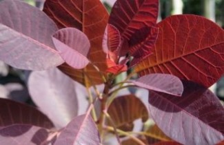 Afbeelding Rode Pruikenboom - Cotinus coggygria 'Royal Purple'