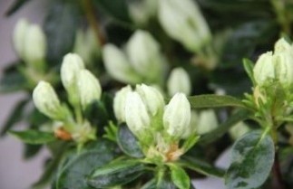 Afbeelding Japanse azalea  'Maischnee' - Rhododendron aj  'Maischnee'