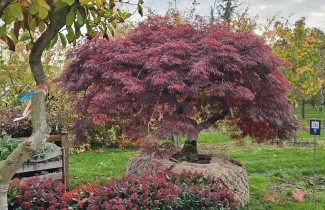Afbeelding Japanse Esdoorn 'Garnet' - Acer palmatum 'Garnet'