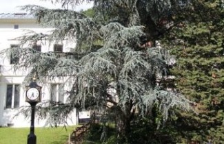 Afbeelding Blauwe Ceder - Cedrus libani 'Glauca'