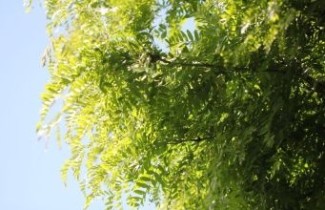 Afbeelding Valse Christusdoorn  'Elegantissima'  - Gleditsia triacanthos 'Elegantissima'