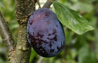 Afbeelding Pruim 'Reine Claude d'Althan'  - Prunus domestica 'Reine Claude d'Althan'