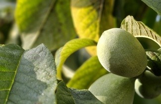 Afbeelding Pawpaw Boom - Asimina triloba