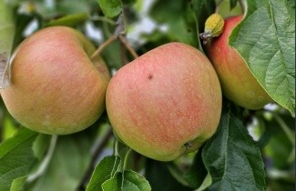 Afbeelding Appel "Pinova" - Malus domestica 'Pinova'