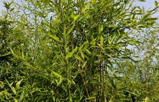 Afbeelding Gele bamboe - Phyllostachys aurea