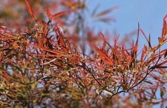 Afbeelding Japanse Esdoorn 'Atrolineare' - Acer palmatum 'Atrolineare'