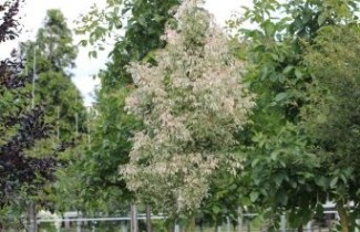 Afbeelding Bonte Vederesdoorn 'Variegatum' - Acer negundo 'Variegatum'