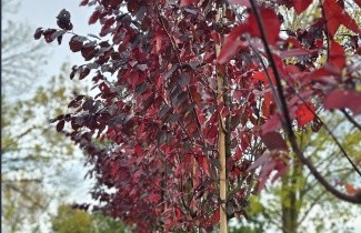 Afbeelding Roodbladige kerspruim - Prunus cerasifera 'Nigra'