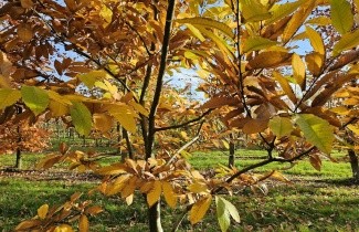 Afbeelding Tamme Kastanje - Castanea sativa