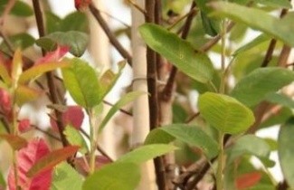 Afbeelding Krentenboompje 'Glennform' - Amelanchier canadensis 'Glennform'