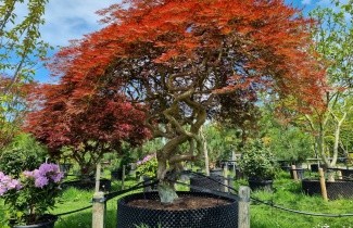 Afbeelding Japanse Esdoorn Dragon Fire - Acer palmatum 'Dragon's fire'