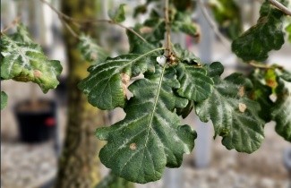 Afbeelding Donzige eik - Quercus pubescens