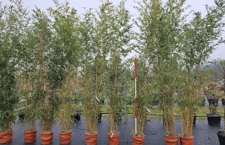 Afbeelding Gouden Bamboe - Phyllostachys aureosulcata 'Aureocaulis'