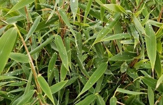 Afbeelding Bamboe 'Panda' - Fargesia murieliae 'Panda'