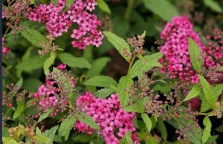 Afbeelding Spierstruik 'Anthony Waterer' - Spiraea japonica 'Anthony Waterer'