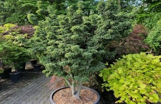 Afbeelding Japanse Esdoorn 'Shishigashira' - Acer palmatum 'Shishigashira'