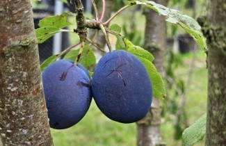 Afbeelding Pruim 'Reine Claude d'Althan' - Prunus domestica 'Reine Claude d'Althan'
