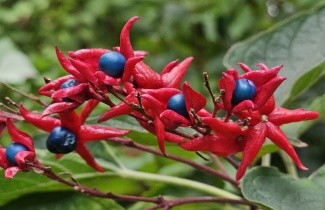 Afbeelding Kansenboom - Clerodendrum trichotomum